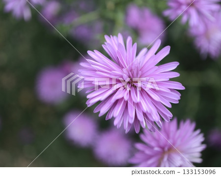 孔雀花開得真美。 孔雀花開得真美。 133153096