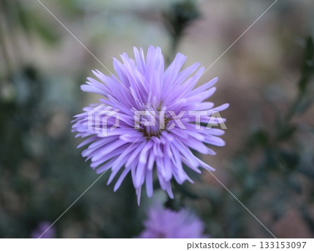 孔雀花開得真美。 133153097