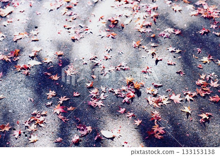 Sunlight leaves and fallen leaves 133153138