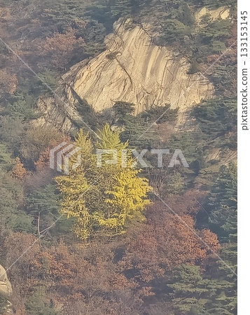autumn landscape with a tree autumn landscape with a tree 133153145