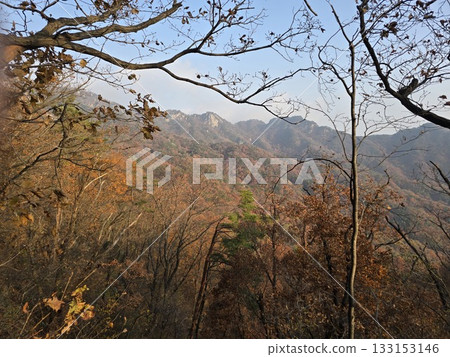 autumn landscape with a tree 133153146