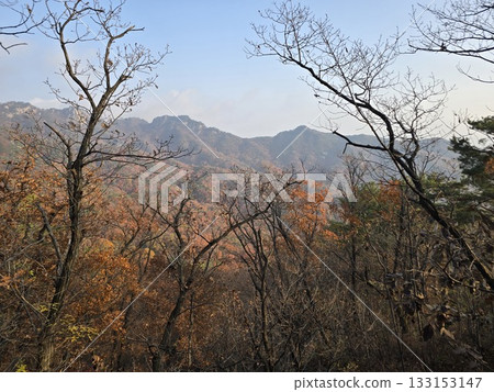 autumn landscape with a tree 133153147