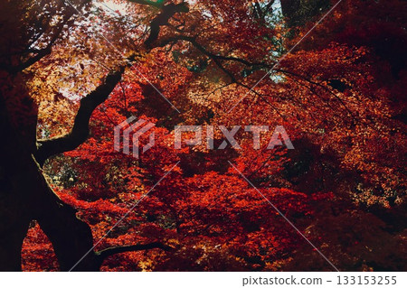 鮮紅的秋葉 鮮紅的秋葉 133153255