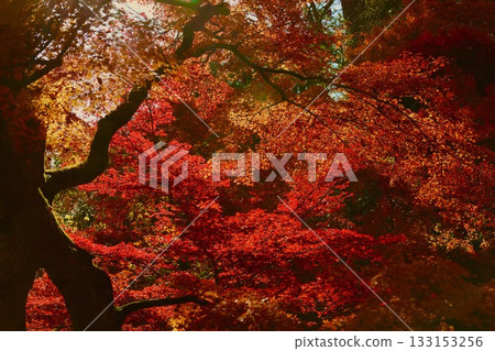 鮮紅的秋葉 鮮紅的秋葉 133153256