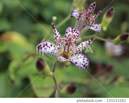 The cuckoo flowers are blooming beautifully. 133153262