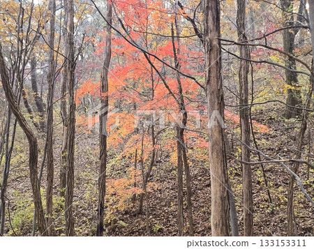 a rainbow after a rain in the city 133153311