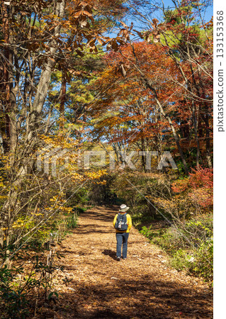 Autumn scenery of Akagi Nature Park walking trails, Gunma Prefecture Autumn scenery of Akagi Nature Park walking trails, Gunma Prefecture 133153368