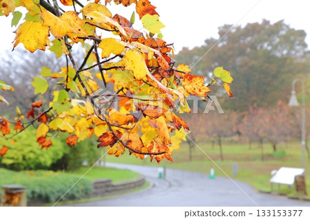 Early autumn scenery at Koga General Park 133153377