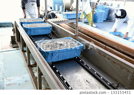 The Japanese conger eel fishing industry in Tarumi, Kobe, continues to suffer year after year 133153451