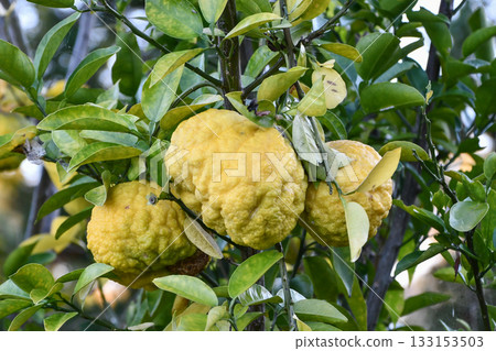 Citrus maxima 133153503