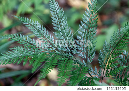 常綠蕨類植物 Atashikakanawarabi(美麗形態)的葉子 常綠蕨類植物 Atashikakanawarabi(美麗形態)的葉子 133153605