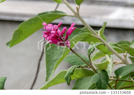Callicarpa acuminata [唇形科] 紫色小花 133153608