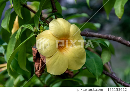 Yellow Allamanda, also known as Allamanda 133153612