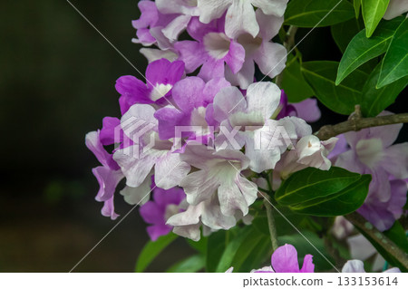 Garlic vine, also known as garlic pint Garlic vine, also known as garlic pint 133153614