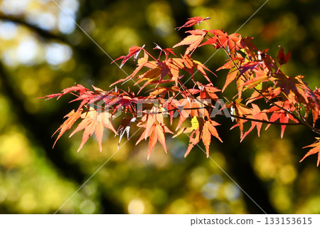 Autumn leaves of Iohamomijiji Autumn leaves of Iohamomijiji 133153615