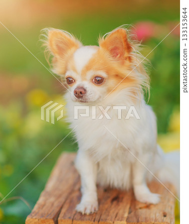 A white and red Chihuahua dog in a garden. 133153644