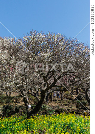 White plum shining in the blue sky 133153953