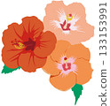 Three hibiscus flowers 133153991