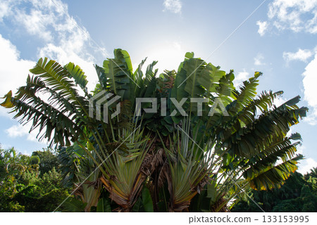Clear skies and Japanese maples Clear skies and Japanese maples 133153995