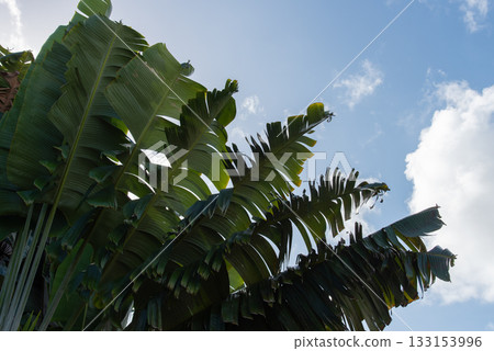 Clear skies and Japanese maples Clear skies and Japanese maples 133153996