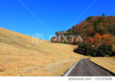 Dam Square and the colorful trees Dam Square and the colorful trees 133154089