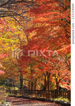 色的樹隧道 133154094