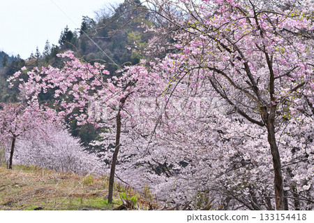 Weeping double cherry blossoms, Toyama Senbonzakura, Spring in the mountain village, Higashichichibu Village 133154418
