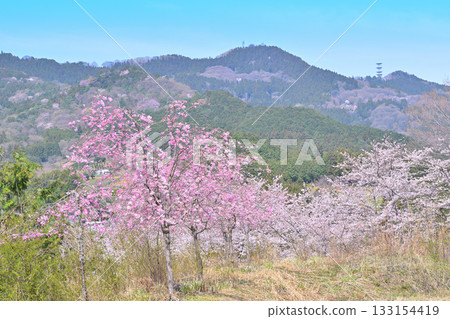 從富山千本櫻眺望,山村之春,東秩父村 從富山千本櫻眺望,山村之春,東秩父村 133154419