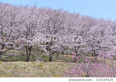春天,虎山千本櫻在東秩父村的山村里盛開。 春天,虎山千本櫻在東秩父村的山村里盛開。 133154525