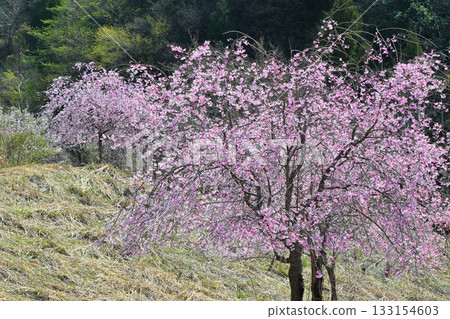 Weeping double cherry blossoms, Toyama Senbonzakura, Spring in the mountain village, Higashichichibu Village 133154603