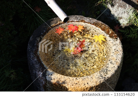 秋天的樹葉 133154620