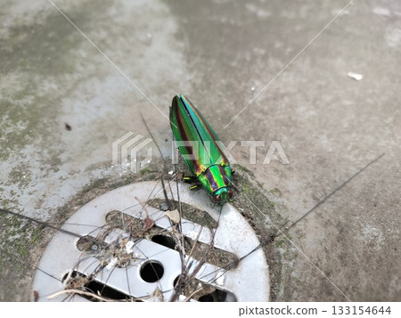 昆蟲蟲 昆蟲蟲 133154644