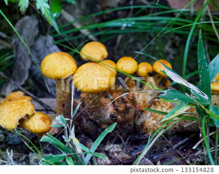 Old colonies of the Cortinariaceae family, Pleurotus sieboldii 133154828