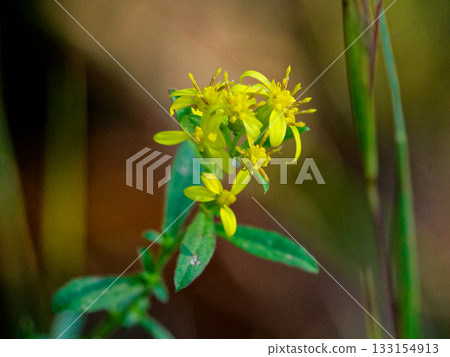 菊科一枝黃花開花 菊科一枝黃花開花 133154913