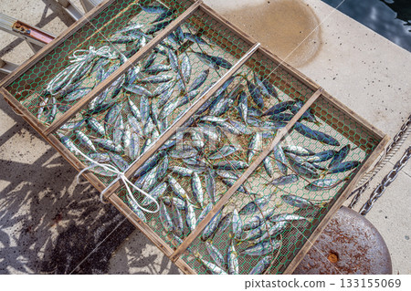 在陽光下曬乾的小魚 133155069