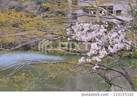 Fresh green season: Lake Kamokita and cherry blossoms in full bloom 133155182