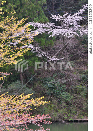 Fresh green season: Lake Kamaki and cherry blossoms 133155209