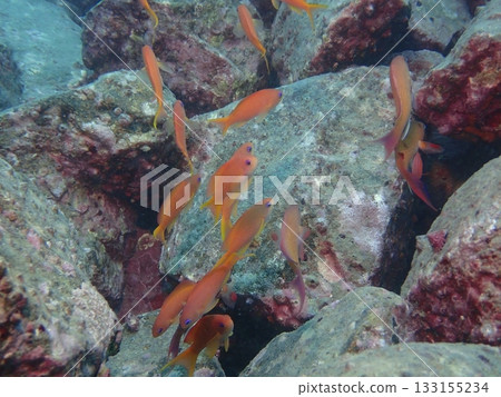 A school of red fish, anthias anthias, swimming around rocky areas in the ocean A school of red fish, anthias anthias, swimming around rocky areas in the ocean 133155234