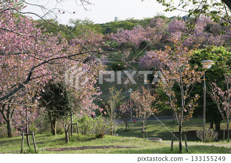 茨城縣中市靜峰故裡公園的春天 133155249