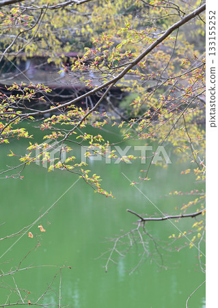 鴨木田湖畔的清新綠色季節 鴨木田湖畔的清新綠色季節 133155252