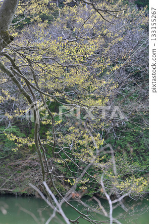 Fresh green season on the shores of Lake Kamokita 133155267