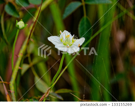 Umebachisou的花 Umebachisou的花 133155269