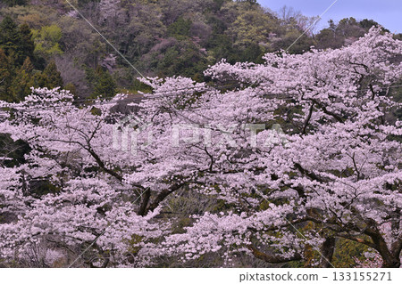 Cherry blossoms in full bloom on the shores of Lake Kamaki in the season of fresh greenery 133155271