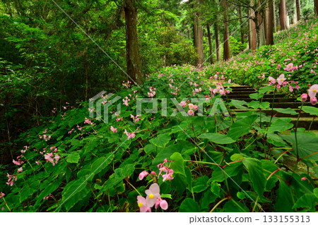 Begonias blooming along the approach to Iwawakiji Temple [Kawachinagano City, Osaka Prefecture] 133155313