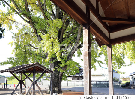 北條鐵道安比奇站的大銀杏（兵庫縣葛西市） 133155553