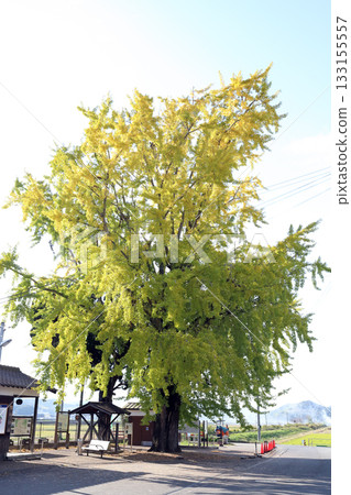 北條鐵道安比奇站的大銀杏（兵庫縣葛西市） 133155557