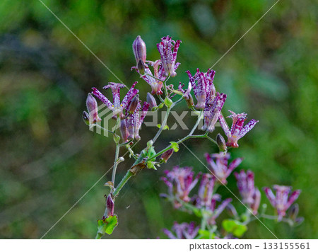 Lesser cuckoo flowering Lesser cuckoo flowering 133155561