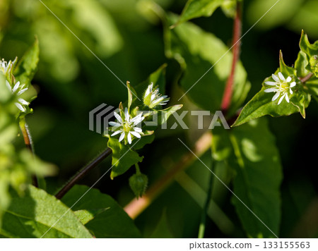 Ushichickweed clumps, flowers waiting for spring Ushichickweed clumps, flowers waiting for spring 133155563