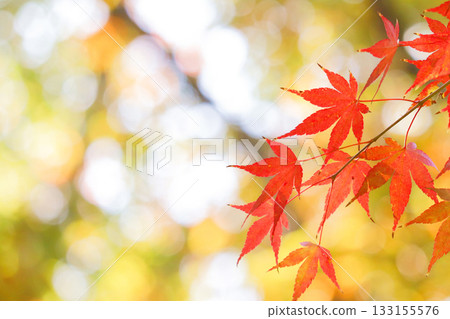 Sunlight filtering through the trees and red maple leaves 133155576