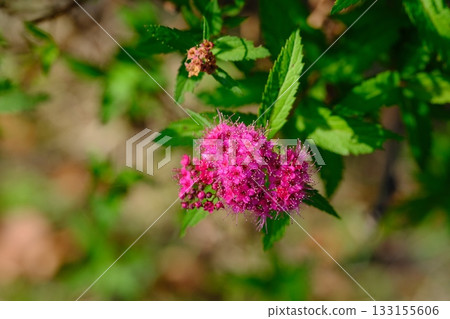 Shimotsuke's flower 133155606